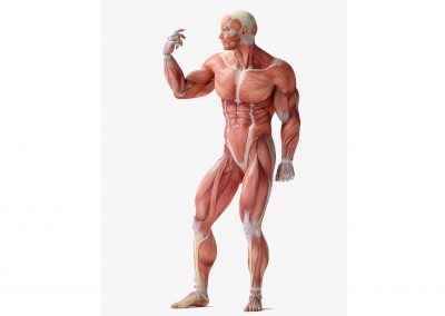 كيف تنمو العضلات لديك